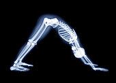 Downward dog yoga position,X-ray artwork