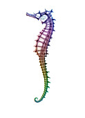 Seahorse skeleton