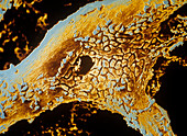 Osteoblast bone cells,coloured SEM
