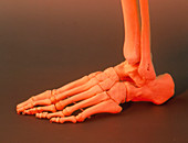 View of the bones in a human foot