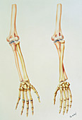 Bones of the arm in pronation and supination