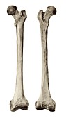 Femurs