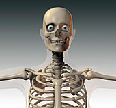 Upper body bones