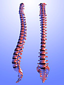 Two views of the human spine