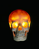 Transilluminated frontal view of human skull