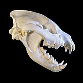 Hyena skull