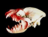 Skull of a hyena,Crocuta crocuta