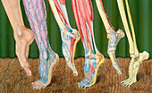 Progressive dissection of leg,artwork