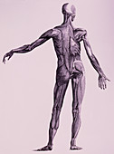 Engraving of human skeletal muscles,back view