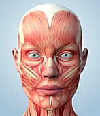 Muscular system of the head