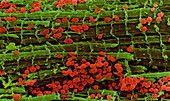 Coloured SEM of healthy heart muscle fibres
