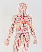 Artwork of human arterial system