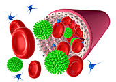 Blood vessel and cells,computer artwork