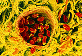 Coloured SEM of a section through a blood vessel