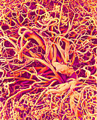 Blood vessels,SEM