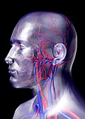 Head blood vessels