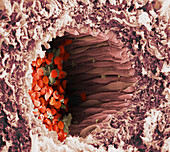 Arteriole and red blood cells,SEM