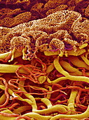 Blood vessels of the small intestine