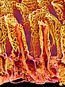 Small intestine blood vessels,SEM