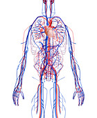 Cardiovascular system,computer artwork