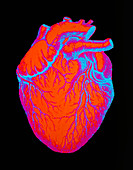 Digitised illustration of a healthy human heart