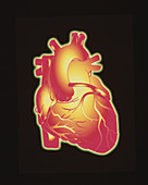 Computer artwork of a healthy human heart