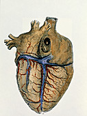 Coloured engraving of the heart & blood vessels