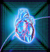Computer artwork of a healthy human heart