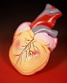 Model human heart