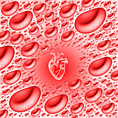 Heart and red blood cells