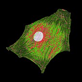 Developing heart cell