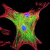 Heart cells producing smooth muscle