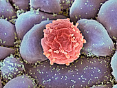 Foetal blood stem cell,SEM