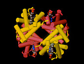Computer graphic image of the heamoglobin molecule