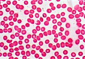 Red blood cells