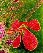 TEM of erythrocytes passing through capillary wall