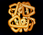 Computer graphics of haemoglobin molecule