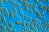 LM of live human blood cells