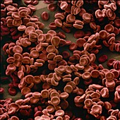 Red blood cells,SEM