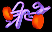 Artwork of part of a haemoglobin molecule