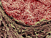 Red blood cells in blood vessel