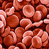 Red blood cells