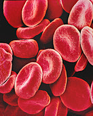 Red blood cells,SEM