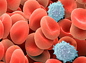 Blood cells,SEM