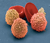 Human blood cells,SEM