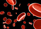 Red blood cells,computer artwork