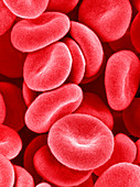 Red blood cells,SEM