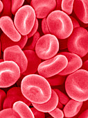 Red blood cells,SEM