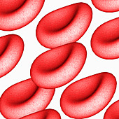 Red blood cells