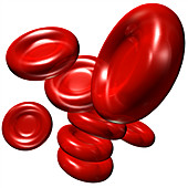 Red blood cells